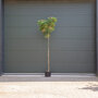 Perzische slaapboom 220 - 260 cm